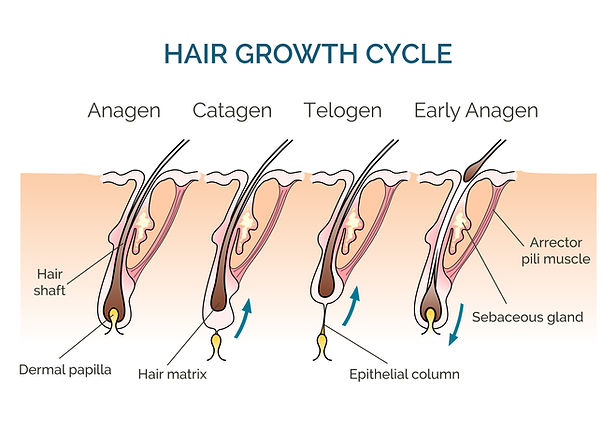 Hair Growth Cycle | Hair Treatment: Assure Clinic